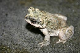 Image of Red-spotted toad