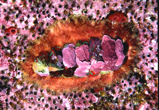 Image of hairy chiton