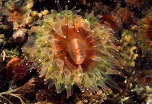 Image of brown stony coral