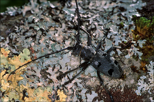 Image de Morimus funereus Mulsant 1862