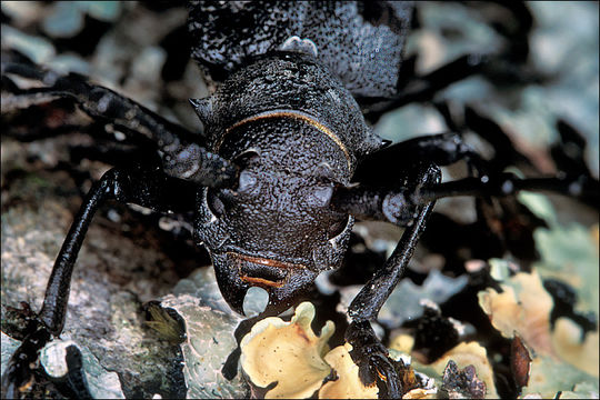 Image de Morimus funereus Mulsant 1862