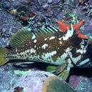 Image of Gopher rockfish