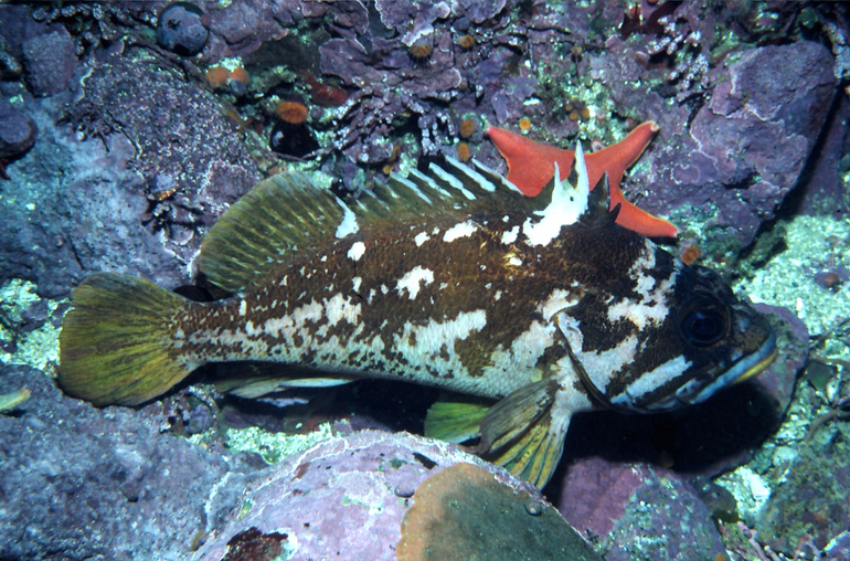 Image of Gopher rockfish