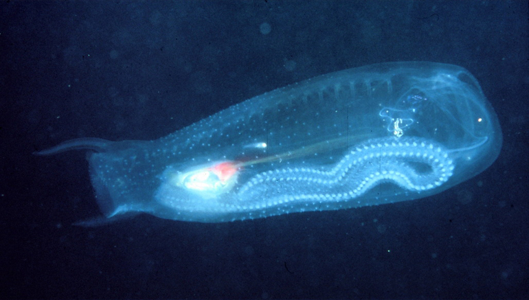 Image of Vagina salp