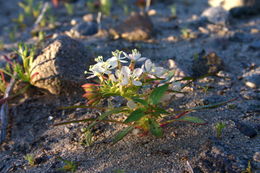 Imagem de Eremothera boothii subsp. condensata (Munz) W. L. Wagner & Hoch