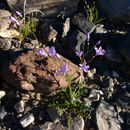 Image of rock gilia