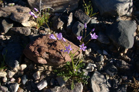 Image of rock gilia