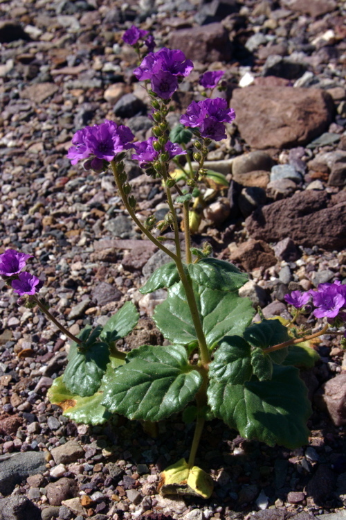 Phacelia calthifolia Brand resmi