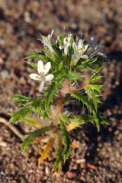 Image of Schott's calico