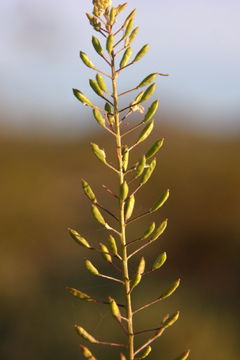 Image de Descurainia pinnata subsp. glabra (Wooton & Standl.) Detling