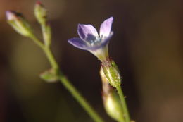 Image of star gilia