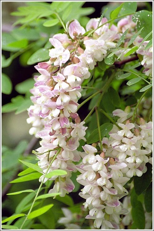 Image of black locust