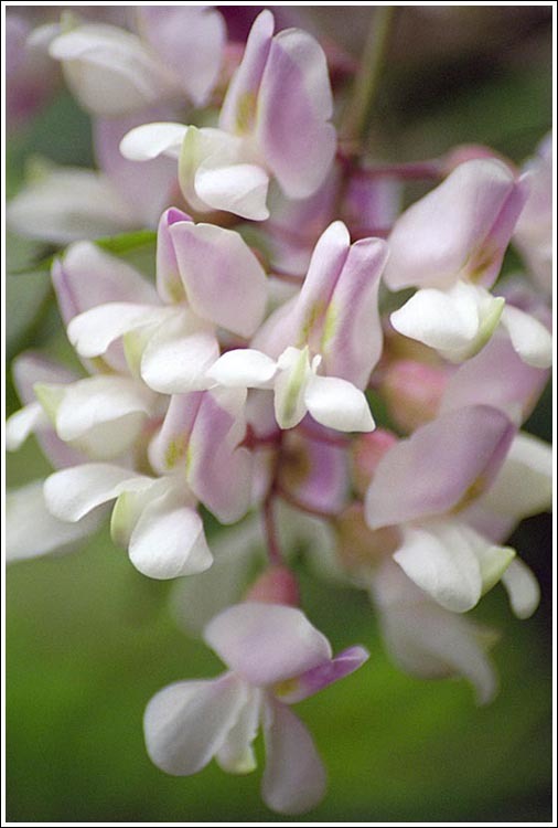 Image of black locust