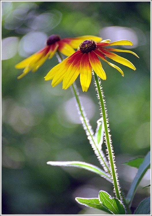 Image of blackeyed Susan