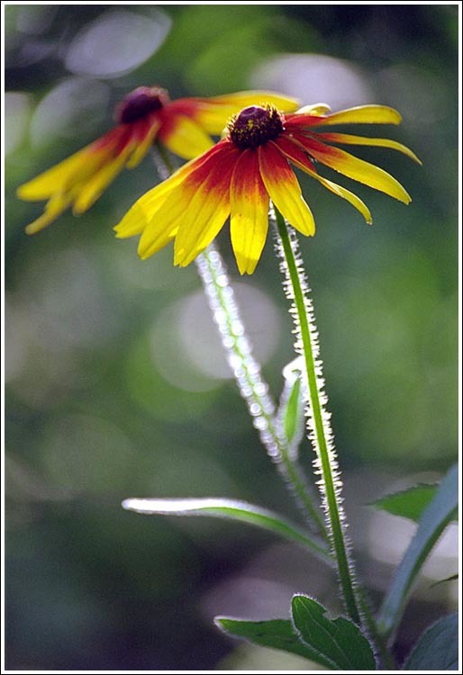 Image of blackeyed Susan