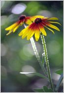 Image of blackeyed Susan