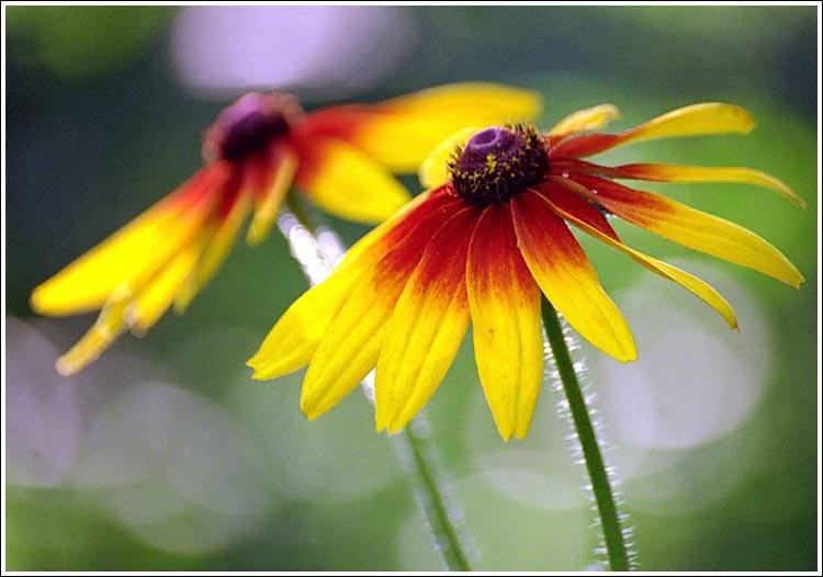 Image of blackeyed Susan