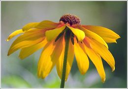 Image of blackeyed Susan