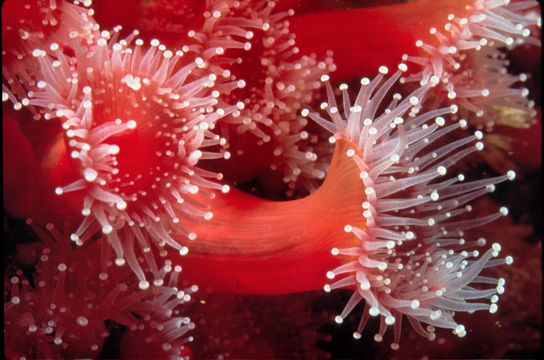 Image of Strawberry anemones