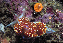 Image of Opalescent sea slug