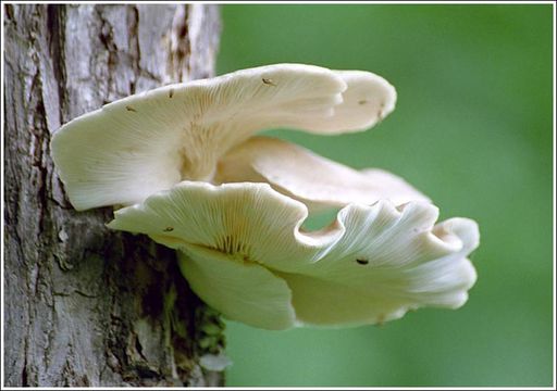 Image of Pleurotus pulmonarius (Fr.) Quél. 1872