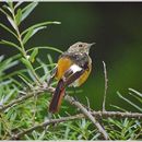 Image of Daurian Redstart