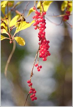 Image of Schisandra chinensis (Turcz.) Baill.