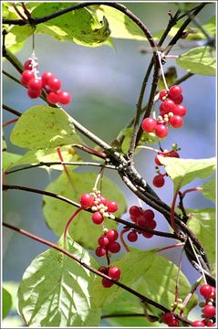 Image of Schisandra chinensis (Turcz.) Baill.