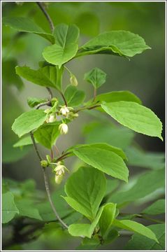 Image of Schisandra chinensis (Turcz.) Baill.