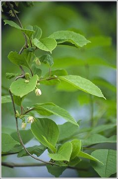 Image de Schisandra chinensis (Turcz.) Baill.