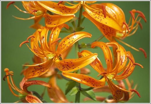 Image of Lilium distichum Nakai ex Kamib.