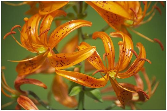 Image of Lilium distichum Nakai ex Kamib.