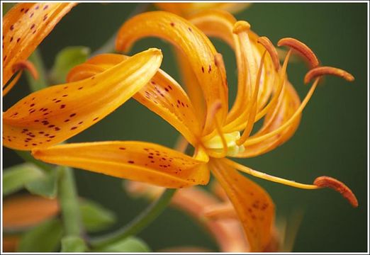 Image of Lilium distichum Nakai ex Kamib.