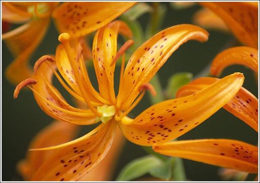 Image of Lilium distichum Nakai ex Kamib.