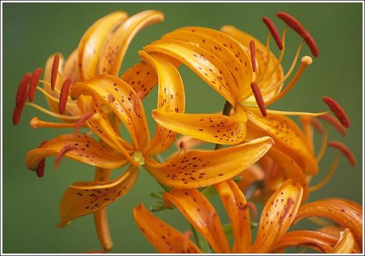 Image of Lilium distichum Nakai ex Kamib.