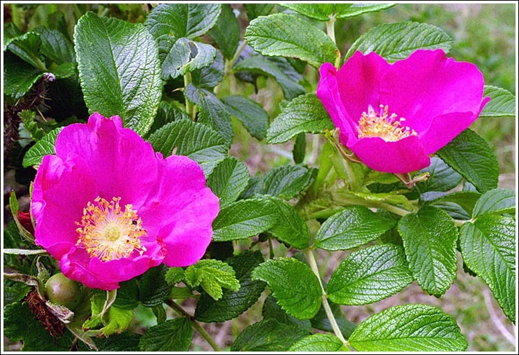 Plancia ëd Rosa rugosa Thunb.