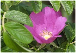 Plancia ëd Rosa rugosa Thunb.