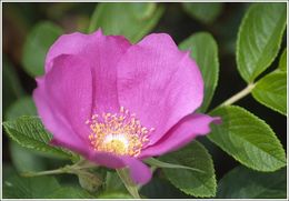 Image of japanese rose