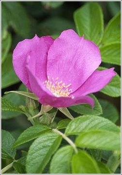 Image of japanese rose