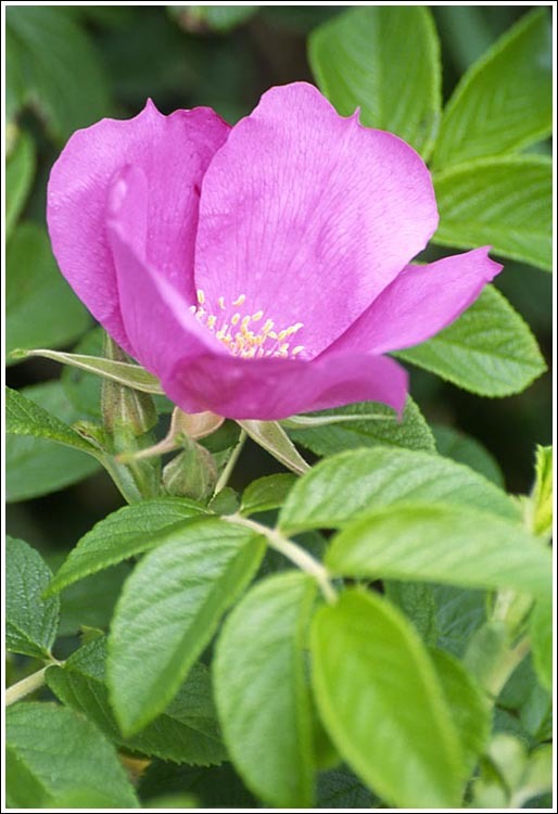 Plancia ëd Rosa rugosa Thunb.