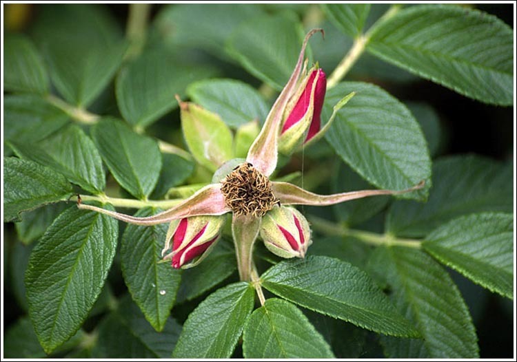 Image of japanese rose