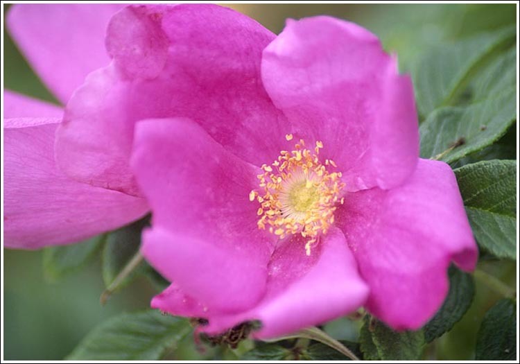 Слика од Rosa rugosa Thunb.