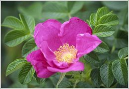 Слика од Rosa rugosa Thunb.