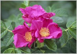 Слика од Rosa rugosa Thunb.