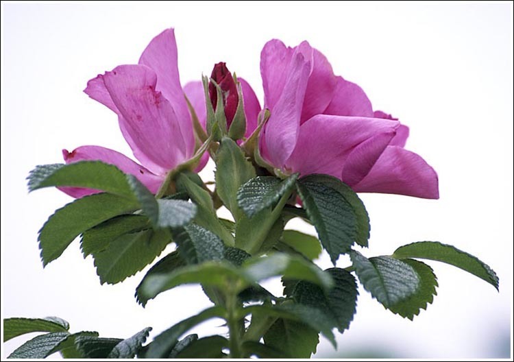 Слика од Rosa rugosa Thunb.