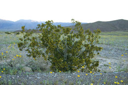 Image of creosote bush