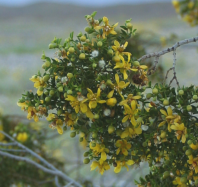 Image of creosote bush