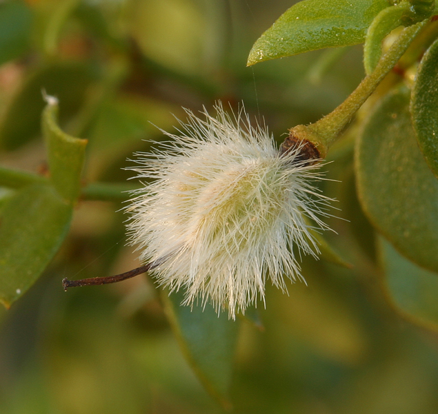 Image of creosote bush