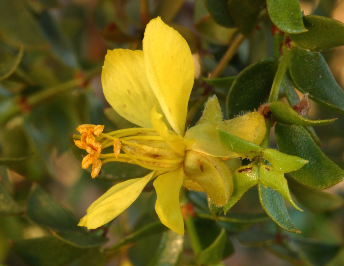 Image of creosote bush