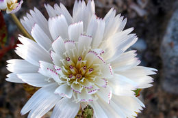 Image of New Mexico plumeseed